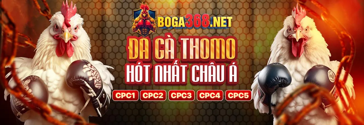 Đá Gà Trực Tiếp Hấp Dẫn tại Bet8s